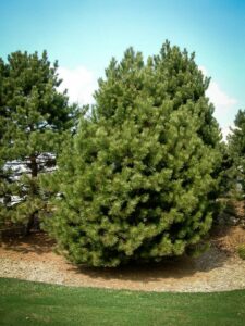 Сосна Чёрная (Pinus Nigra) купить по цене от 270.00р. в интернет-магазине «Посадика» с доставкой почтой в в Райчихинске и по всей России – [изображение №1].