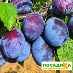 Слива Чачакская ранняя купить по цене от 229.00р. в интернет-магазине «Посадика» с доставкой почтой в в Райчихинске и по всей России – [изображение №1].