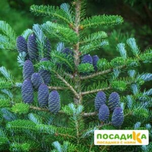 Пихта корейская (Abies koreana) купить по цене от 450.00р. в интернет-магазине «Посадика» с доставкой почтой в в Райчихинске и по всей России – [изображение №1].