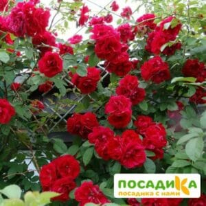 Роза плетистая Амадеус купить по цене от 399.00р. в интернет-магазине «Посадика» с доставкой почтой в в Райчихинске и по всей России – [изображение №1].