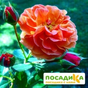 Роза Арабия купить по цене от 350.00р. в интернет-магазине «Посадика» с доставкой почтой в в Райчихинске и по всей России – [изображение №1].