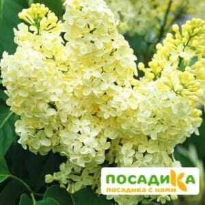 Сирень Примроуз (Primrose) купить по цене от 529.00р. в интернет-магазине «Посадика» с доставкой почтой в в Райчихинске и по всей России – [изображение №1].