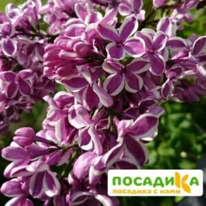 Сирень Сенсация купить по цене от 529.00р. в интернет-магазине «Посадика» с доставкой почтой в в Райчихинске и по всей России – [изображение №1].