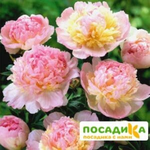 Пион Распберри Сандей (Paeonia Raspberry Sundae) купить по цене от 959р. в интернет-магазине «Посадика» с доставкой почтой в в Райчихинске и по всей России – [изображение №1].