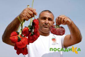 Клубника Гигант Джорнея купить по цене от 266р. в интернет-магазине «Посадика» с доставкой почтой в в Райчихинске и по всей России – [изображение №1].