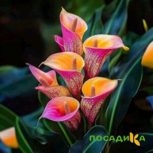 Калла Оникс купить по цене от 450р. в интернет-магазине «Посадика» с доставкой почтой в в Райчихинске и по всей России – [изображение №1].