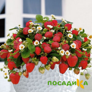 Клубника Рубиновый Шепот (горшечная) купить по цене от 240р. в интернет-магазине «Посадика» с доставкой почтой в в Райчихинске и по всей России – [изображение №1].