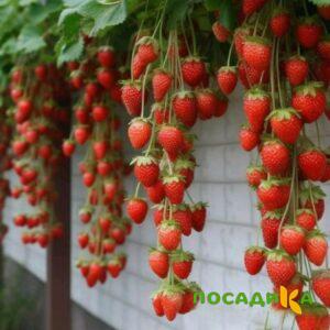 Клубника вьющаяся Комплимент купить по цене от 470р. в интернет-магазине «Посадика» с доставкой почтой в в Райчихинске и по всей России – [изображение №1].