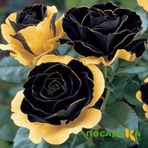 Роза Ханни Сикл купить по цене от 700р. в интернет-магазине «Посадика» с доставкой почтой в в Райчихинске и по всей России – [изображение №1].