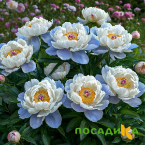 Пион акварельный Этюд купить по цене от 806р. в интернет-магазине «Посадика» с доставкой почтой в в Райчихинске и по всей России – [изображение №1].