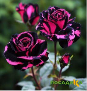 Роза Багровый Шепот купить по цене от 366р. в интернет-магазине «Посадика» с доставкой почтой в в Райчихинске и по всей России – [изображение №1].