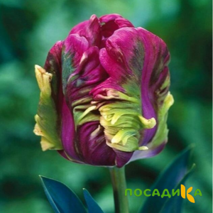 Тюльпан Экзотик Хэвен купить по цене от 186р. в интернет-магазине «Посадика» с доставкой почтой в в Райчихинске и по всей России – [изображение №1].