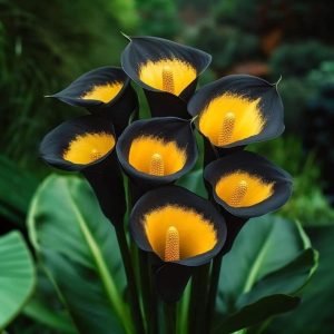 Калла Легато купить по цене от 620р. в интернет-магазине «Посадика» с доставкой почтой в в Райчихинске и по всей России – [изображение №1].