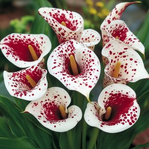 Калла Эмпайр купить по цене от 302р. в интернет-магазине «Посадика» с доставкой почтой в в Райчихинске и по всей России – [изображение №1].