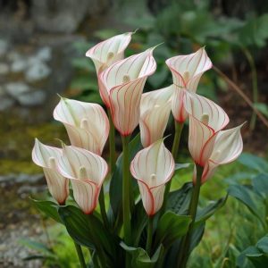 Калла Глейшер купить по цене от 299р. в интернет-магазине «Посадика» с доставкой почтой в в Райчихинске и по всей России – [изображение №1].