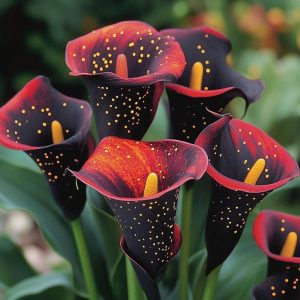 Калла Нуар купить по цене от 299р. в интернет-магазине «Посадика» с доставкой почтой в в Райчихинске и по всей России – [изображение №1].