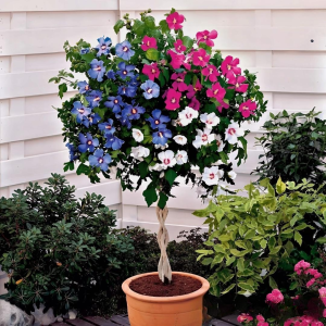 Гибискус-Дерево Триколор купить по цене от 289р. в интернет-магазине «Посадика» с доставкой почтой в в Райчихинске и по всей России – [изображение №1].