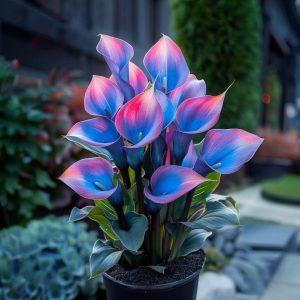 Калла Импрессия купить по цене от 590р. в интернет-магазине «Посадика» с доставкой почтой в в Райчихинске и по всей России – [изображение №1].