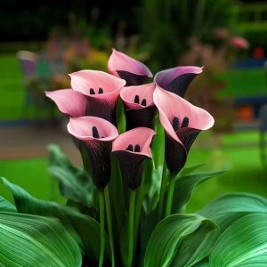 Калла Энигма купить по цене от 291р. в интернет-магазине «Посадика» с доставкой почтой в в Райчихинске и по всей России – [изображение №1].