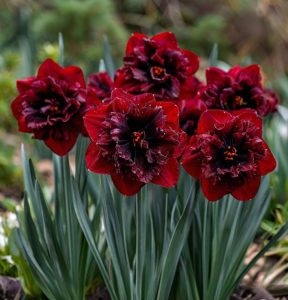 Нарцисс Сапфировый Бриз купить по цене от 3000р. в интернет-магазине «Посадика» с доставкой почтой в в Райчихинске и по всей России – [изображение №1].