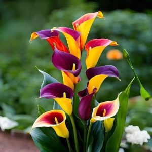 Калла Кристалл купить по цене от 450р. в интернет-магазине «Посадика» с доставкой почтой в в Райчихинске и по всей России – [изображение №1].