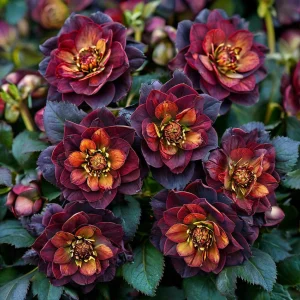 Морозник Сноу Дроп купить по цене от 348р. в интернет-магазине «Посадика» с доставкой почтой в в Райчихинске и по всей России – [изображение №1].