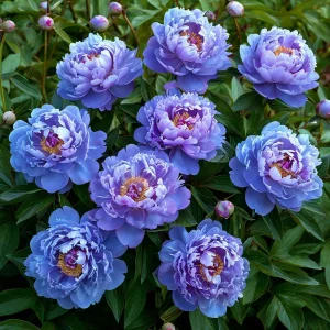 Пион Голубой лотос купить по цене от 590р. в интернет-магазине «Посадика» с доставкой почтой в в Райчихинске и по всей России – [изображение №1].