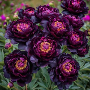 Пион Индиго Блаш купить по цене от 690р. в интернет-магазине «Посадика» с доставкой почтой в в Райчихинске и по всей России – [изображение №1].