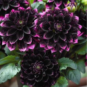 Георгин Лаванда Лейс купить по цене от 679р. в интернет-магазине «Посадика» с доставкой почтой в в Райчихинске и по всей России – [изображение №1].