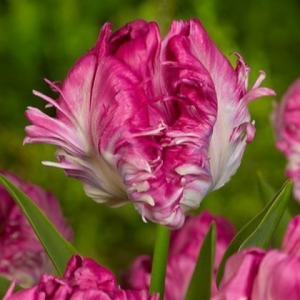 Тюльпан махровый Кул Кристал купить по цене от 400р. в интернет-магазине «Посадика» с доставкой почтой в в Райчихинске и по всей России – [изображение №1].