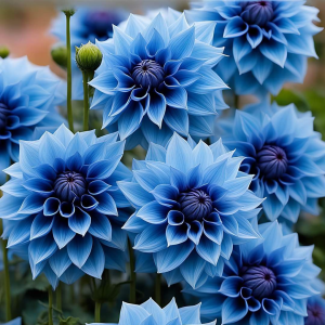 Георгин Вижапе купить по цене от 699р. в интернет-магазине «Посадика» с доставкой почтой в в Райчихинске и по всей России – [изображение №1].